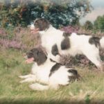 Drentsche Patrijshond