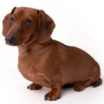 Dvergdachshund