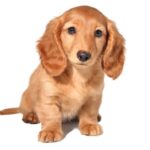 Dvergdachshund