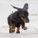 Dvergdachshund