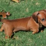 Dvergdachshund