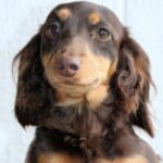 Dvergdachshund
