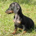 Dvergdachshund