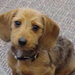 Dvergdachshund