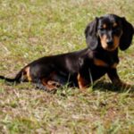 Dvergdachshund