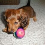 Dvergdachshund