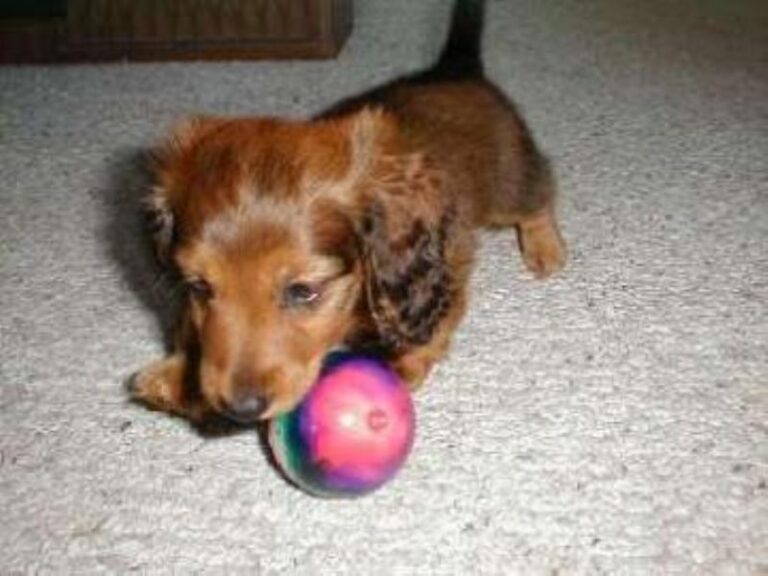 Dvergdachshund