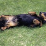 Dvergdachshund