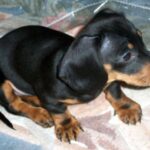 Dvergdachshund