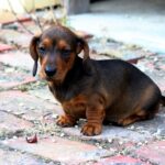Dvergdachshund