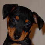 Dvergpinscher