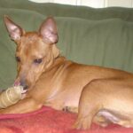 Dvergpinscher