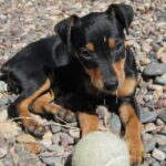 Dvergpinscher