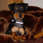 Dvergpinscher