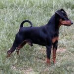 Dvergpinscher