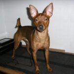 Dvergpinscher