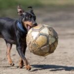 Dvergpinscher