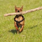 Dvergpinscher
