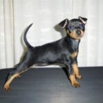 Dvergpinscher