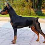 Dvergpinscher