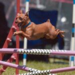 Dvergpinscher