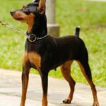 Dvergpinscher