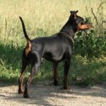 Dvergpinscher