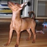 Dvergpinscher