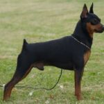 Dvergpinscher