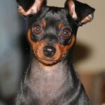 Dvergpinscher