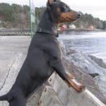 Dvergpinscher