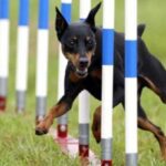 Dvergpinscher