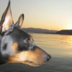 Dvergpinscher