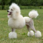 Dvergpuddel