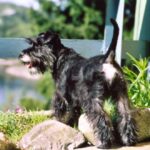 Dvergschnauzer