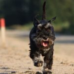 Dvergschnauzer