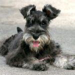 Dvergschnauzer