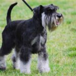 Dvergschnauzer