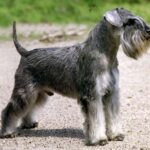 Dvergschnauzer