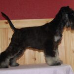 Dvergschnauzer
