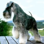 Dvergschnauzer