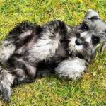 Dvergschnauzer