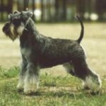 Dvergschnauzer