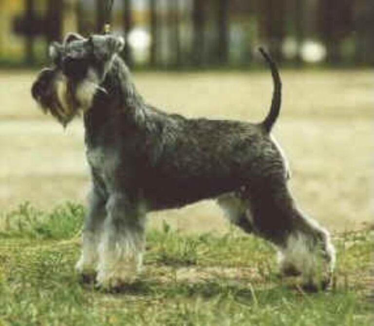 Dvergschnauzer