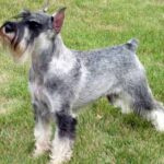 Dvergschnauzer