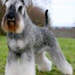 Dvergschnauzer