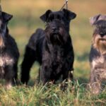 Dvergschnauzer