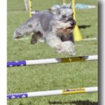 Dvergschnauzer