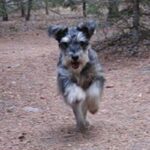 Dvergschnauzer