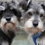 Dvergschnauzer